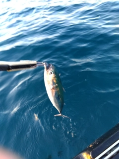 マルソウダの釣果