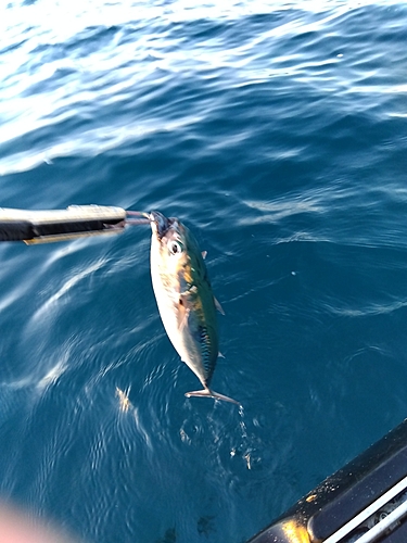 マルソウダの釣果