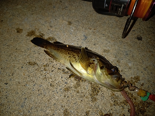 クロソイの釣果