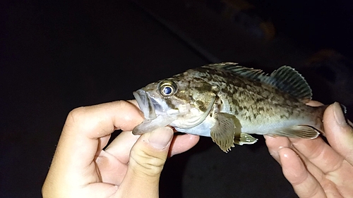 クロソイの釣果