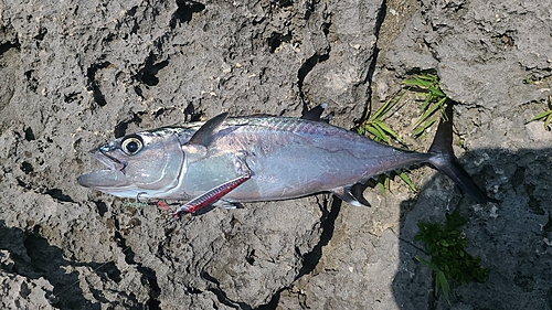 イソマグロの釣果