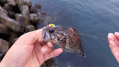 ドンコの釣果