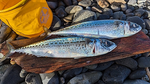 サバの釣果