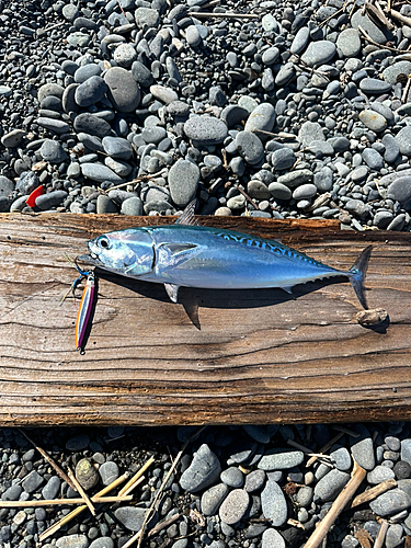 ソウダガツオの釣果