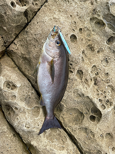 イサキの釣果