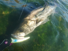 シーバスの釣果