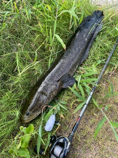 ライギョの釣果