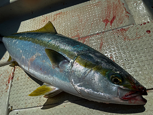 ハマチの釣果