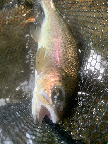 ニジマスの釣果