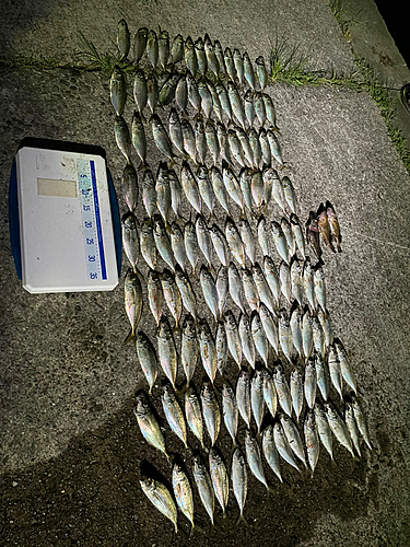 アジの釣果