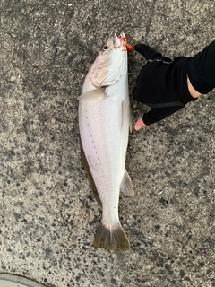 ニベの釣果