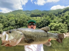 ブラックバスの釣果