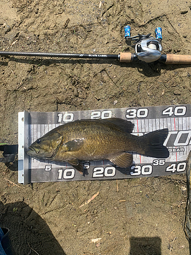 スモールマウスバスの釣果