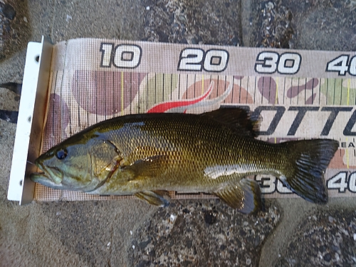 スモールマウスバスの釣果