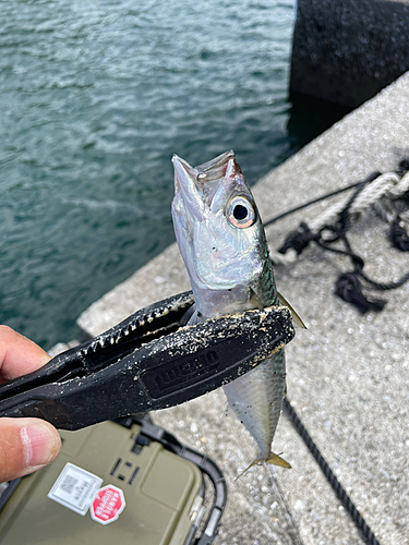 サバの釣果