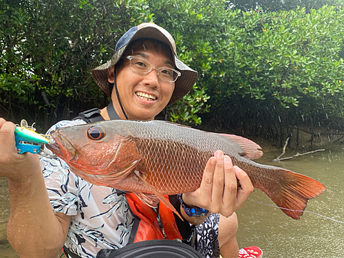 マングローブジャックの釣果