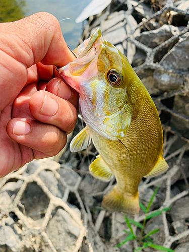 スモールマウスバスの釣果