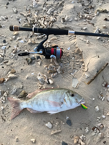 クチナジの釣果