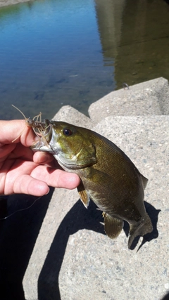 スモールマウスバスの釣果