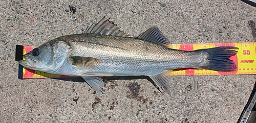 シーバスの釣果