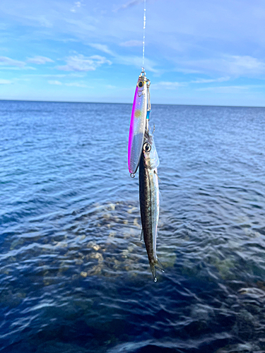 カマスの釣果