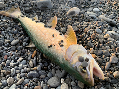 アメマスの釣果