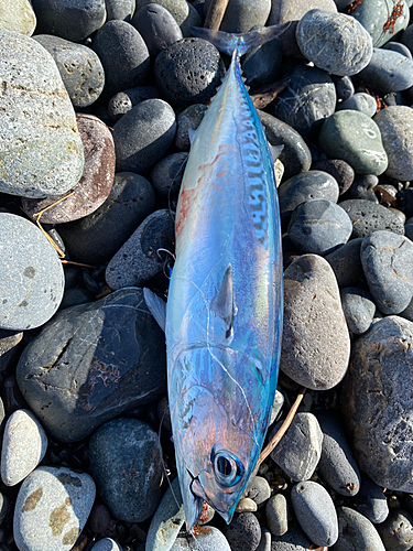 ソウダガツオの釣果