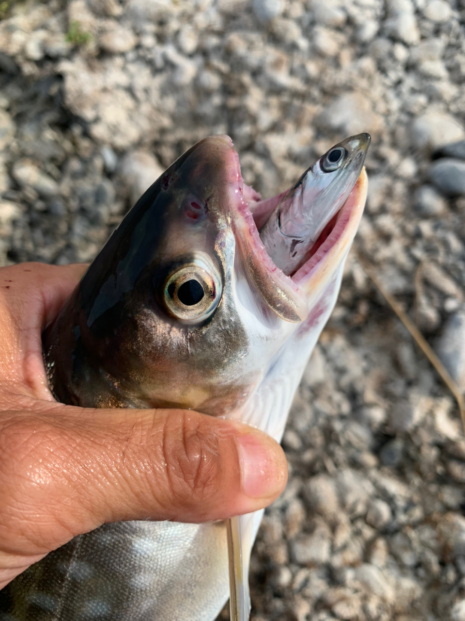 アメマス