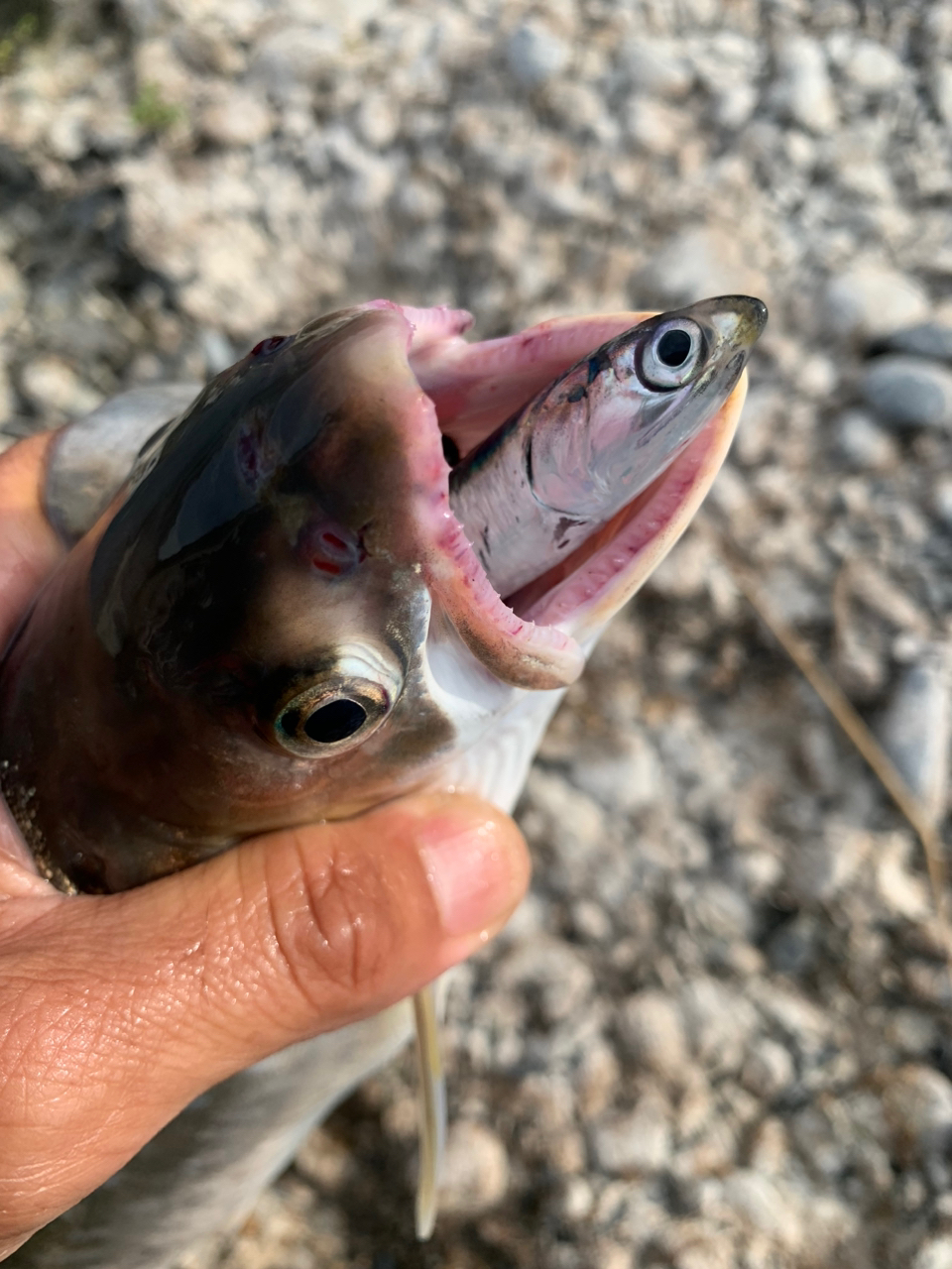 アメマス