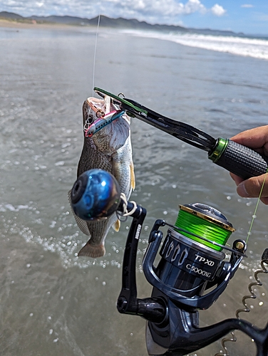 イシモチの釣果