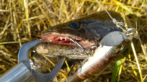 ライギョの釣果