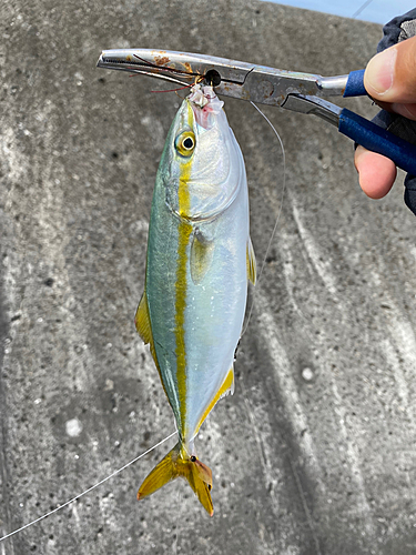 ツバスの釣果