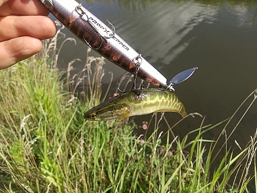 ライギョの釣果