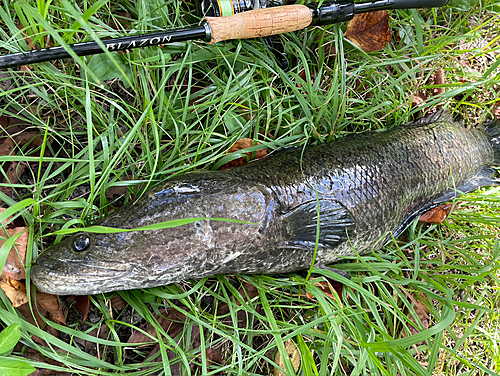 雷魚 ポイントマップ 栃木県 厳選25ヵ所 2024年度版 モンスター フロッグ(フロッグ)｜売買されたオークション情報、yahooの商品情報をアーカイブ公開  - オークファン（aucfan.com） dinrix.com | dinrix.com