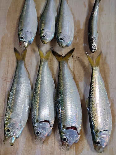 カタクチイワシの釣果