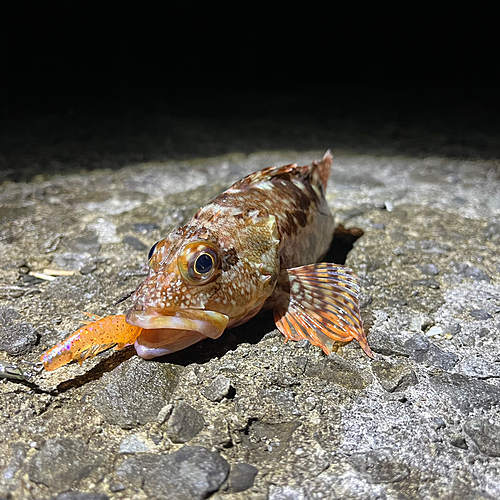 カサゴの釣果