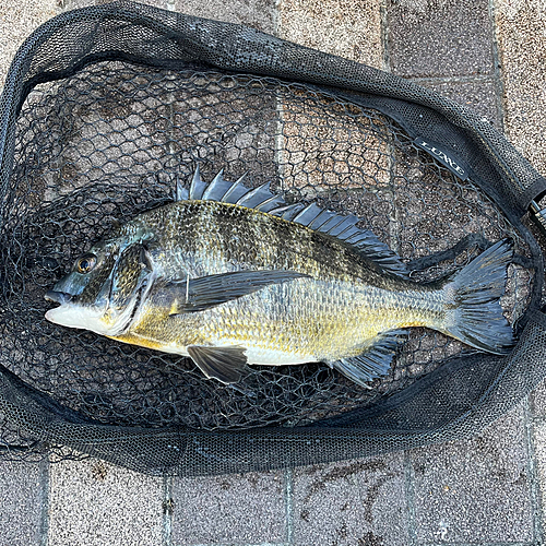 クロダイの釣果