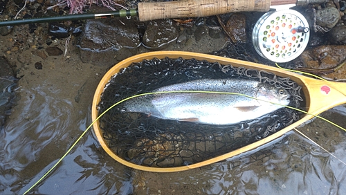 ニジマスの釣果