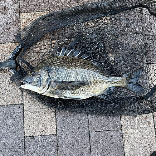 クロダイの釣果