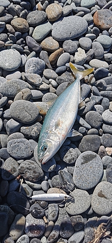 ワカシの釣果