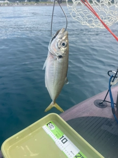 マアジの釣果