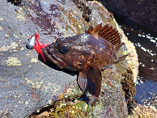 ムラソイの釣果