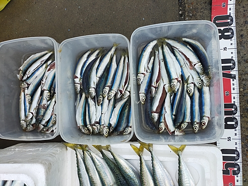 ウルメイワシの釣果