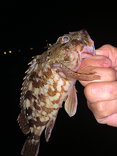 カサゴの釣果