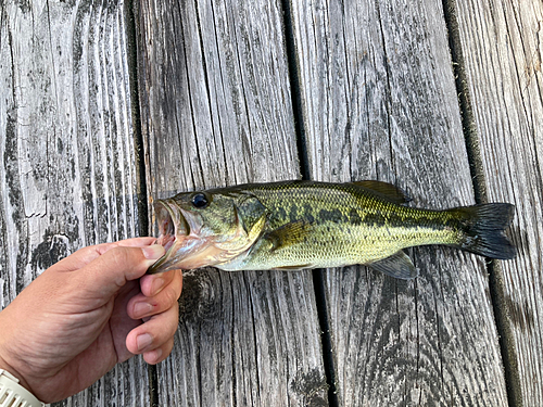 ブラックバスの釣果