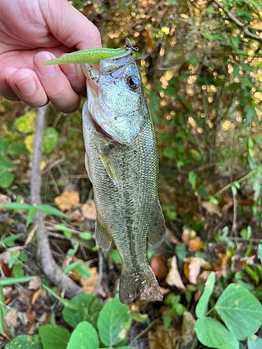 ブラックバスの釣果