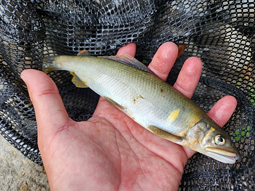 アユの釣果