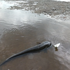 マナマズの釣果