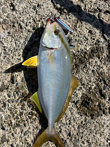 ショゴの釣果