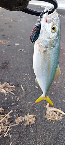 ワカシの釣果